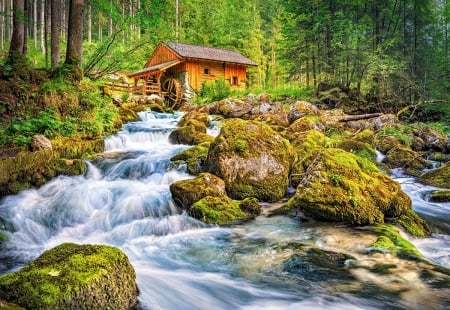 The Old Watermill - trees, mill, creek, forest, rocks