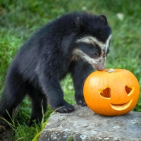 Baby Bear Pumpkin In Zoo