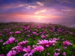 Field of flowers