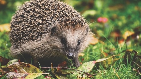 Hedgehog - animal, hedgehog, arici, alexas photos, cute