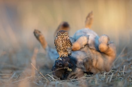 :-) - owl, pasari, animal, funny, dog, caine, bufnita, massage