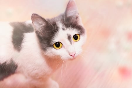 Cat - yellow eyes, white, animal, pisici, pink, cat