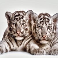 White Tiger Cubs