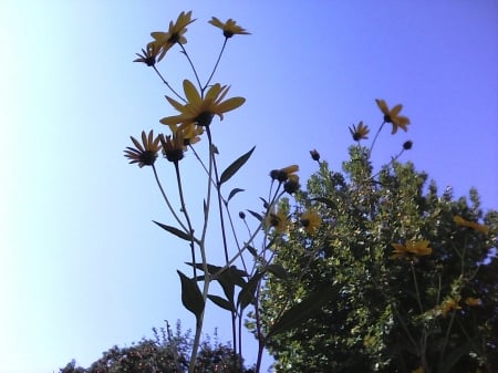 Autumn flowers - flowers, october, nature, autumn