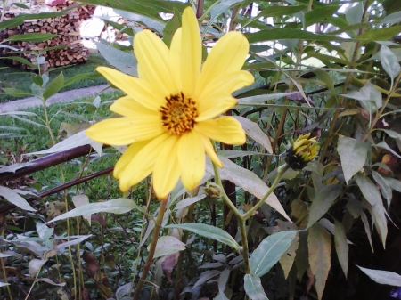 Autumn flower - flowers, nature, yellow, autumn, october