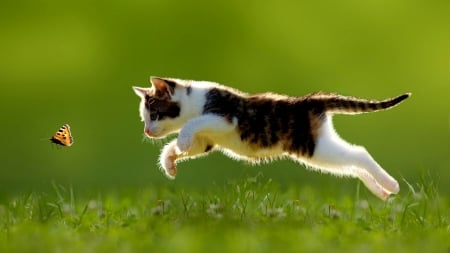 Cat Catching Butterfly