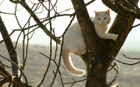 Cat on the Tree - cat, white, tree, animal