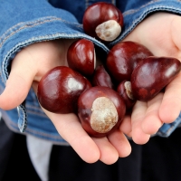 Chestnut Conkers 