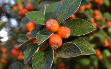 Orange Berries - berries, orange, nature, leaves