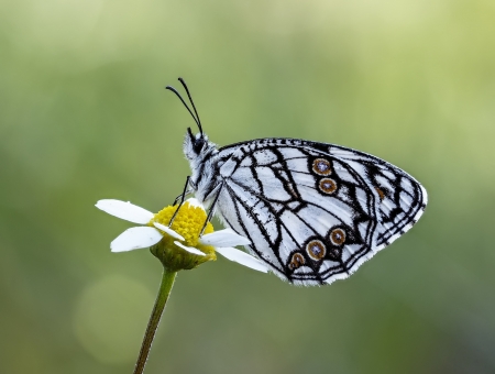 Butterfly - black, white, wings, fluture, butterfly, insect, flower