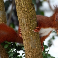 Red Squirrel With Nut In A Tree