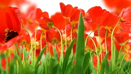 Lovely Tulips - flowers, grass, red, fields