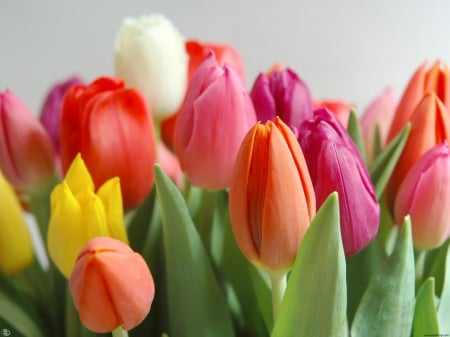 Stunning Tulips - orange, tulips, flowers, yellow