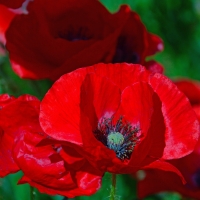 Red poppies