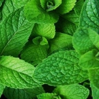 mint