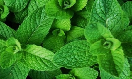 mint - nature, fresh, cool, photography, green, plants