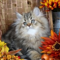 persian cat