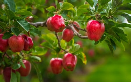 Red apples - apple, red, fruit, toamna, mar, autumn, green