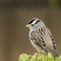 Female House Sparrow in afternoon rain shower