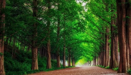 :-) - path, summer, green, brown, tree, vara