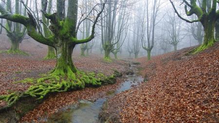 Autumn - autumn, green, red, mist, forest, leaf, tree