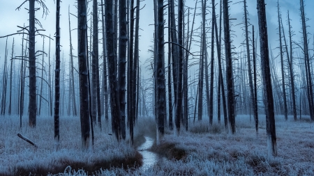 Forest - winter, kevin noble, blue, iarna, forest, tree