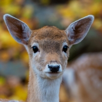 Deer