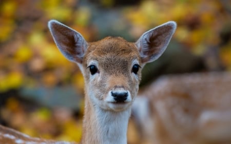 Deer - caprioara, animal, toamna, autumn, deer, brown, cute