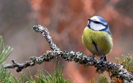 Am I cute? - autumn, pasari, yellow, blue tit, titmouse, cute, bird