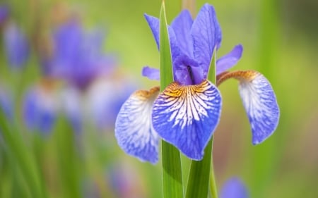 Iris - blue, summer, green, iris, flower, vara