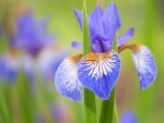 Iris