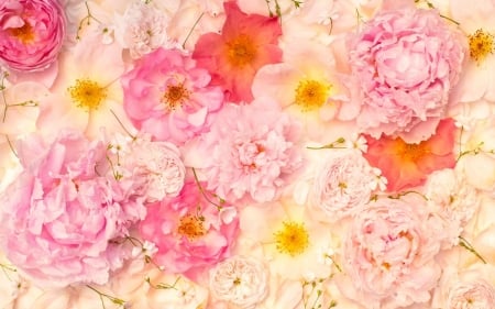 Roses - skin, carpet, summer, trandafir, flower, pink, rose, texture, vara