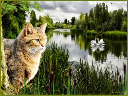 Cat near the river - river, animal, kitten, grass, cat