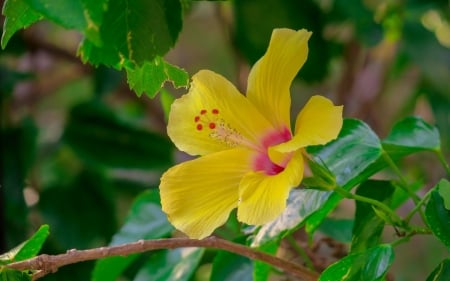 Yellow Hibiscus - hibiscus, yellow, bush, hong kong, flower