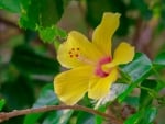 Yellow Hibiscus