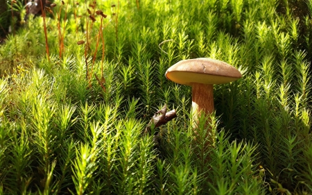 Mushroom - nature, green, mushroom, plants