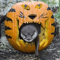 Otter With Pumpkin At Halloween Zoo