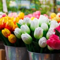 Bunches of Tulips