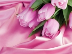 Pink sweet tulips