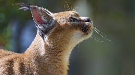 Lynx - animal, wildlife, mammal, lynx