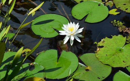 Waterlily - flower, water, waterlily, leaves