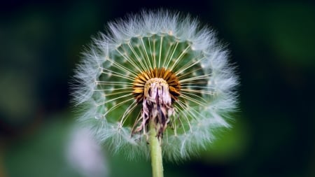 Dandelion - Macro, Dandelion, Fluff, Nature