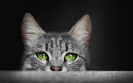 I see you - animal, ears, cute, black, cat, pisici, eyes, green