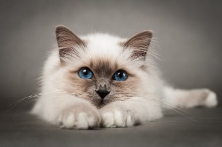 Kitten - paw, cat, eyes, pisici, white, blue, animal, sweet, cute