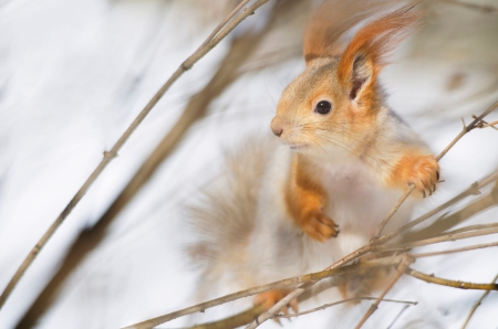 Squirrel - winter, animal, paw, cute, iarna, squirrel, veverita