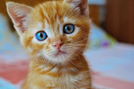 Kitten - blue, ginger, eyes, orange, sweet, cat, animal, kitten, pisici, cute