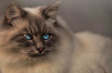 Cat - face, animal, cat, blue eyes, pisici