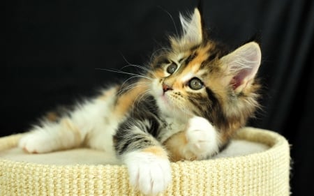 Kitten - animal, kitten, paw, diva, cute, pisici, sweet, cat