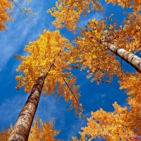 Autumn Maple Trees With Gold Leaves