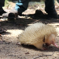 Albino Echidna